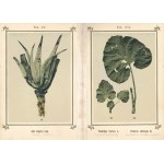 ZIELNIK czyli Atlas roślin leczniczych znachodzących się w Kneippa Aptece domowej (część II...