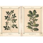 ZIELNIK czyli Atlas roślin leczniczych znachodzących się w Kneippa Aptece domowej (część II...