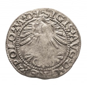 Pologne, Sigismond II Auguste (1548-1572), demi-penny 1564, Vilnius