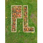 Krzysztof Wałaszek, 