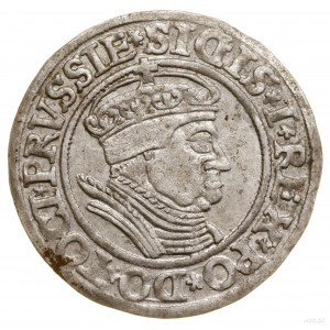 Penny, 1535, Torun; endings of legends PRVSSIE / PRVSSIE; ...