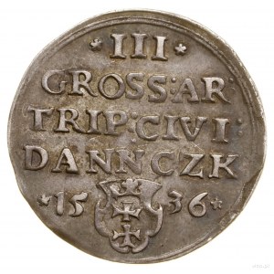 Trojak, 1536, Gdańsk; popiersie króla z wąską głową, w ...