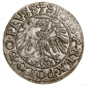 Szeląg, 1539, Elbląg; Endungen der Legenden PRVSS / ELBING; B...