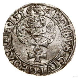 Grosz, 1556, Gdańsk; odmiana z małą głową króla, z jedn...