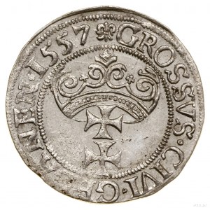 Grosz, 1557, Gdańsk; duża głowa króla z pojedynczą brod...