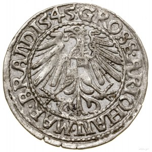 Penny, 1545, Krosno; in the obverse legend BRANDEN ET STE,...