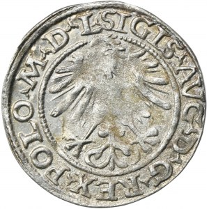 Zygmunt II August, Półgrosz Wilno 1564 - L/LITVA