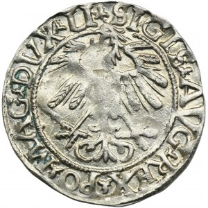 Zygmunt II August, Półgrosz Wilno 1558 - LI/LITVA