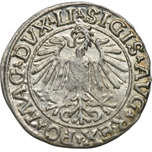 Sigismund II August, 1/2 Groschen Vilnius 1548 - LI/LITVA