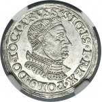 Sigismund I the Old, 3 Groschen Thorn 1534 - NGC MS61 - RARE, decorative armor