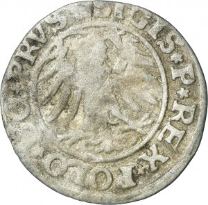 Sigismund I the Old, Schilling Elbing 1531