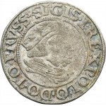 Sigismund I the Old, Groschen Danzig 1537 - RARE, PRVSS