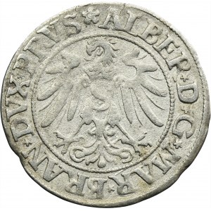 Duchy of Prussia, Albrecht Hohenzollern, Groschen Königsberg 1534 - PRVS