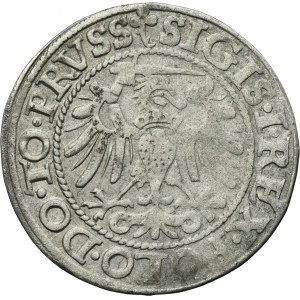 Sigismund I the Old, Groschen Elbing 1539 - PRVSS, leaf to the right