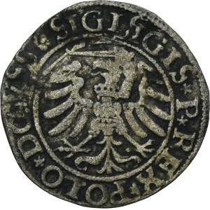 Sigismund I the Old, Schilling Elbing 1532 - SIGISGIS