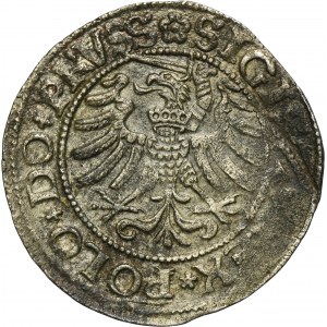 Sigismund I the Old, Schilling Elbing 1532 - PRVSS