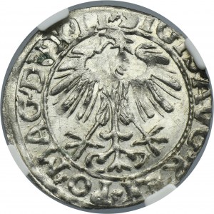 Sigismund II August, 1/2 Groschen Vilnius 1557 - LI/LITVA - NGC MS64