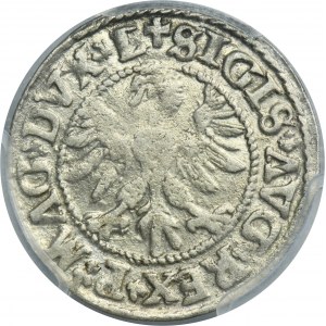 Sigismund II August, 1/2 Groschen Vilnius 1546 - L/LITVA - PCGS AU DETAIL