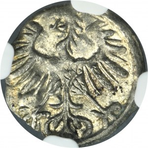 Sigismund II August, Denarius Vilnius 1554 - NGC MS62