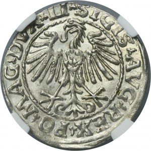 Sigismund II August, 1/2 Groschen Vilnius 1548 - LI/LITVA - NGC MS62