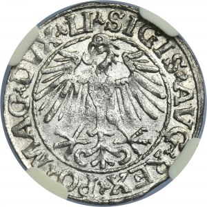 Sigismund II August, 1/2 Groschen Vilnius 1548 - LI/LITVA - NGC MS63