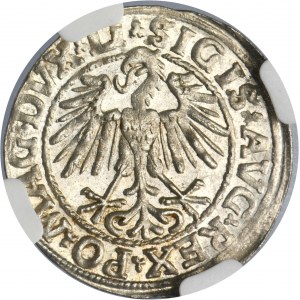 Sigismund II August, 1/2 Groschen Vilnius 1548 - LI/LITVA - NGC MS63