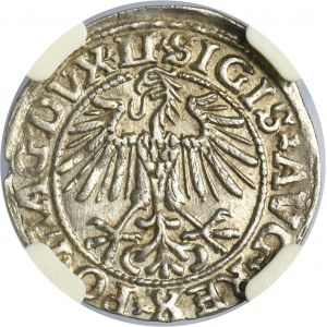 Sigismund II August, 1/2 Groschen Vilnius 1549 - LI/LITVA - NGC MS62