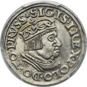 Sigismund I the Old, 3 Groschen Danzig 1537 - PCGS UNC DETAIL