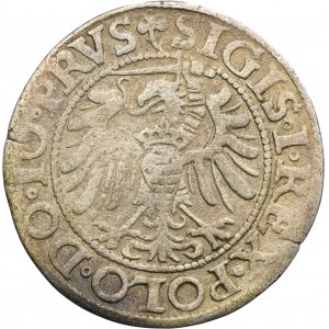 Sigismund I the Old, Groschen Elbing 1539 - PRVS, leaf to the right