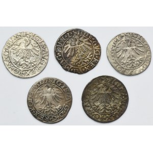 Lot, Sigismund II August, 1/2 Groschen Vilnius (5 pcs.)