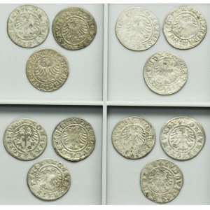 Lot, Poland and Silesia, Alexander Jagiellon, Sigismund I the Old and Louis II of Hungary, Halfgroschen (12 pcs.)