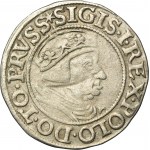 Sigismund I the Old, Groschen Danzig 1538 - PRVSS - EXTREMELY RARE, rosettes