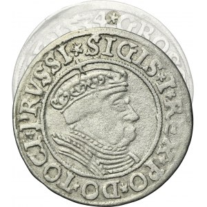 Sigismund I the Old, Groschen Thorn 1534 - PRVSSI/PRVSSIE - VERY RARE