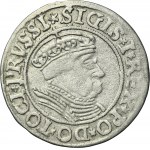 Sigismund I the Old, Groschen Thorn 1534 - PRVSSI/PRVSSIE - VERY RARE