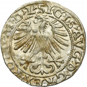 Sigismond II Auguste, demi-penny Vilnius 1563 - L/LITVA