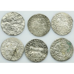 Lot, Sigismund II August, 1/2 Groschen Vilnius (6 pcs.)