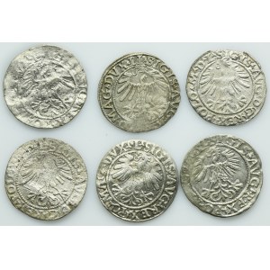 Lot, Sigismund II August, 1/2 Groschen Vilnius (6 pcs.)