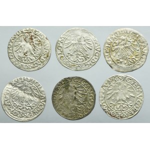 Lot, Sigismund II August, 1/2 Groschen Vilnius (6 pcs.)