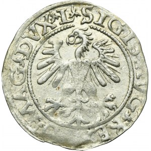 Sigismund II August, 1/2 Groschen Vilnius 1560 - L/LITVA