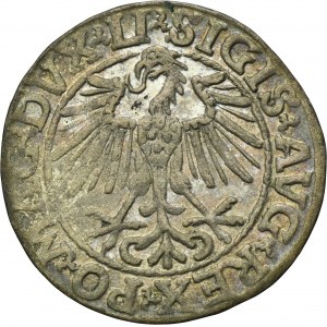 Sigismund II August, 1/2 Groschen Vilnius 1548 - LI/LITVA