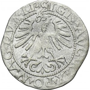 Sigismund II August, 1/2 Groschen Vilnius 1562 - L/LITVA