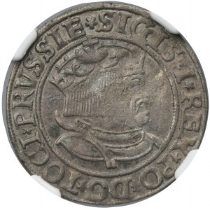 Sigismund I the Old, Groschen Thorn 1534 - PRVSSIE/PRVSSIE - NGC XF40