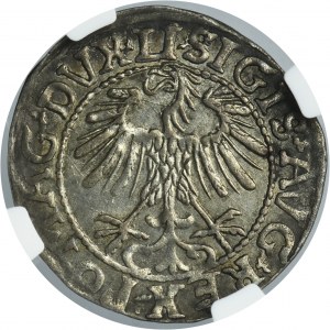 Sigismund II August, 1/2 Groschen Vilnius 1557 - LI/LITVA - NGC UNC DETAILS