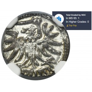 Sigismund II August, Denarius Elbing 1555 - NGC MS65