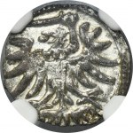 Sigismund II August, Denarius Elbing 1555 - NGC MS65