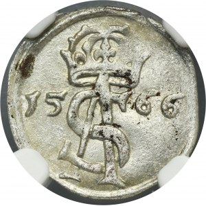 Sigismund II August, 2 Denarius Vilnius 1566 - NGC MS63