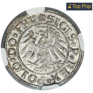 Sigismund I the Old, Schilling Elbing 1531 - NGC MS64