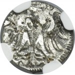 Sigismund II August, Denarius Danzig 1558 - NGC MS64