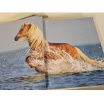 BOISELLE NAJPIĘKNIEJSZE KONIE ŚWIATA THE WORLD'S MOST BEAUTIFUL HORSES