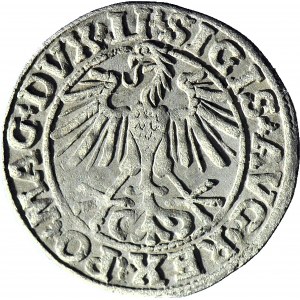 Zygmunt II August, Półgrosz 1550, Wilno